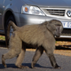 Foto: Schalk van Zuydam / AP Images.